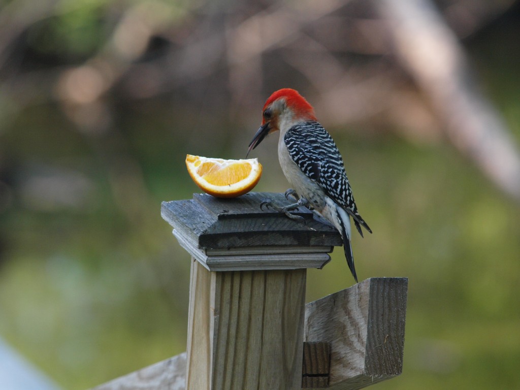 Woodpecker Prudenville feasting on ant