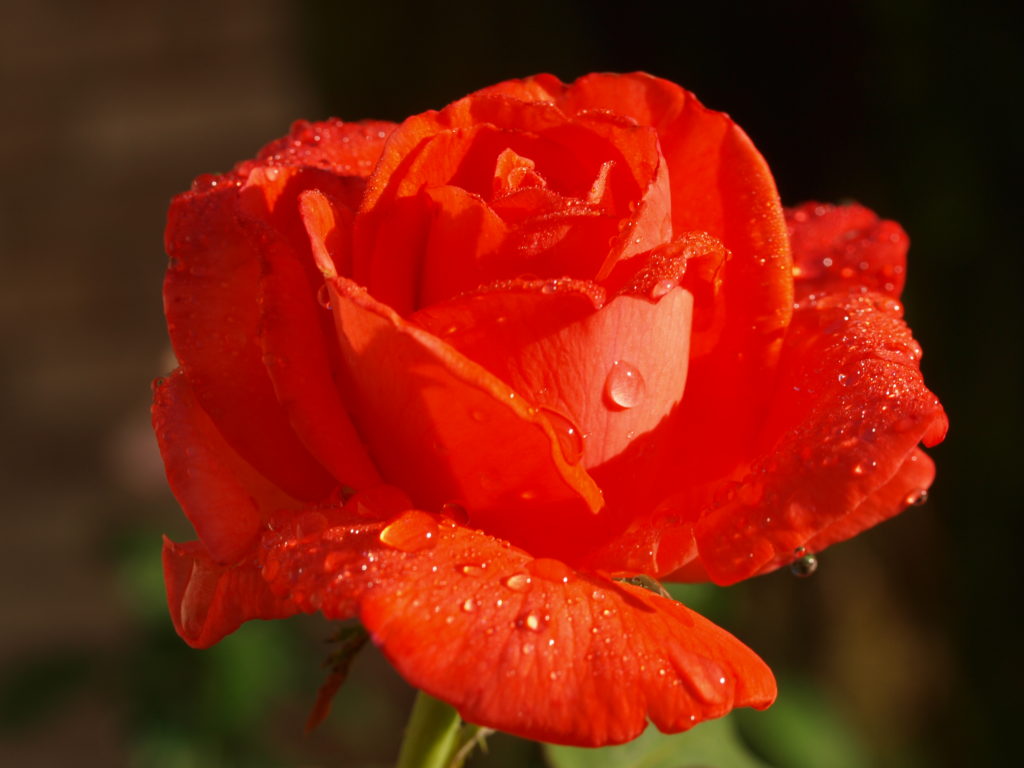 Rose after rain